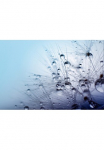 Papermoon Fototapetas &raquo;Seeds with Water Drops&laquo; glatt