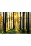 Papermoon Fototapetas &raquo;Sunny Forest&laquo; glatt