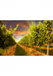 Papermoon Fototapetas &raquo;Sunset Vineyard&laquo; glatt