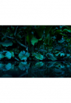 living walls Fototapetas &raquo;Tropical Leafs Vlies&laquo; glatt Vlies Wand Schr&auml;ge
