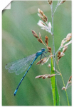 Artland Plakatas &raquo;Kleine Libelle&laquo; Insekten 1 Stk. dalys be grotelės