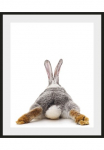 queence Paveikslas &raquo;Bunny Tail&laquo; Foto | naminiai gyvūnai | Humor 1 Stk. dalys HD Premium Poster-Druck ir Holzrahmen