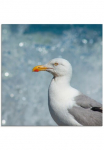 Artland Stiklinis paveikslas &raquo;M&ouml;we an der Nordseek&uuml;ste&laquo; V&ouml;gel 1 Stk. dalys in padėties dydžiai