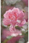 Komar Fototapetas &raquo;Bouquet - Gr&ouml;&szlig;e 184 x 254 cm&laquo; ra&scaron;tuotas glatt Wohnzimmer miegamojo kambario baldai