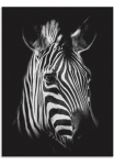 Artland Paveikslas &raquo;Zebra&laquo; Zebra paveikslas/nuotrauka 1 Stk. dalys kaip Alubild Paveikslas ant drobės in verschied. dydžiai