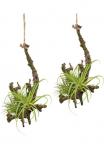 Creativ green Dirbtinis augalas &raquo;H&auml;ngeast su Tillandsie&laquo; 2vnt. rinkinys