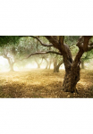 Papermoon Fototapetas &raquo;Old Olive Trees&laquo; glatt