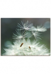 Artland Paveikslas &raquo;Pusteblume Facility&laquo; gėlės 1 Stk. dalys kaip Alubild Paveikslas ant drobės Plakatas in verschied. dydžiai