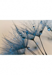 Papermoon Fototapetas &raquo;Abstract Dandelions&laquo; glatt