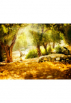 Papermoon Fototapetas &raquo;Olive Trees&laquo; glatt