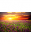 Papermoon Fototapetas &raquo;Blumenwiese Sonnenuntergang&laquo;