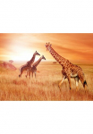 Papermoon Fototapetas &raquo;African Giraffes&laquo; glatt