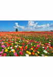 Papermoon Fototapetas &raquo;Garden Buttercups&laquo; glatt