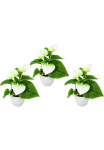 I.GE.A. Dirbtinis augalas &raquo;Mini Anthurie&laquo;