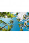 Komar Tapetai &raquo;Digitaldruck Vlies - Coconut Heaven II - Gr&ouml;&szlig;e 450 x 280 cm&laquo; ra&scaron;tuotas glatt Wohnzimmer miegamojo kambario baldai