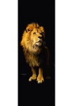 Architects Paper Fototapetas &raquo;Lion&laquo; Tapetai L&ouml;we Panel juoda spalva 100m x 280m