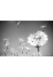 Papermoon Fototapetas &raquo;Pusteblume juoda spalva & Wei&szlig;&laquo;
