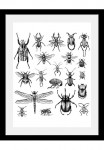 queence Paveikslas &raquo;K&auml;fer&laquo; Insekten | Kunst | Schwarz-Wei&szlig; | Tiere HD Premium Poster-Druck ir Holzrahmen