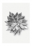 Komar Paveikslas &raquo;Succulent Agave&laquo; Bl&auml;tter | Pflanzen 1 Stk. dalys paveikslas zur dekoracija - be grotelės
