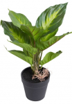 Botanic-Haus Dirbtinis Zimmerpflanze &raquo;Dieffenbachia Camila&laquo;