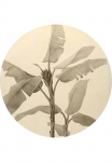 Komar Fototapetas &raquo;Vlies selbstklebend - Banana Plant - Gr&ouml;&szlig;e 125 x 125 cm&laquo; ra&scaron;tuotas glatt Wohnzimmer miegamojo kambario baldai