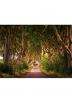 Papermoon Fototapetas &raquo;Dark Hedges Tree Tunnel&laquo; glatt