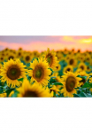Papermoon Fototapetas &raquo;Feld der Sonnenblumen&laquo;