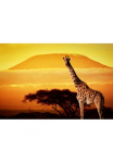 Papermoon Fototapetas &raquo;Giraffe von Kilimanjaro&laquo;