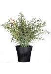 Creativ green Dirbtinis augalas &raquo;Rosmarin&laquo;