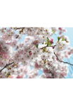 Komar Fototapetas &raquo;Spring - Gr&ouml;&szlig;e 368 x 254 cm&laquo; ra&scaron;tuotas glatt Wohnzimmer miegamojo kambario baldai