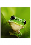 Artland Paveikslas &raquo;Aussp&auml;hender Frosch&laquo; Wassertiere 1 Stk. dalys kaip Paveikslas ant drobės Plakatas in verschied. dydžiai