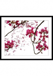 queence Paveikslas &raquo;Roxanne&laquo; gėlės | Kunst | Pflanzen | Pflanzenbilder Rosen gerahmt
