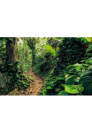 Komar Tapetai &raquo;Digitaldruck Vlies - Path of Dreams - Gr&ouml;&szlig;e 400 x 250 cm&laquo; ra&scaron;tuotas glatt Wohnzimmer miegamojo kambario baldai