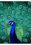 living walls Fototapetas &raquo;ARTist Peacock&laquo; Vlies Wand Schr&auml;ge