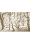 Komar Fototapetas &raquo;Digitaldruck Vlies - Bleached Birch - Gr&ouml;&szlig;e 400 x 250 cm&laquo; ra&scaron;tuotas | floral | gebl&uuml;mt | gemustert | tropisch glatt Wohnzimmer miegamojo kambario baldai
