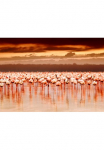 Papermoon Fototapetas &raquo;African Flamingos&laquo; glatt