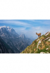 Papermoon Fototapetas &raquo;Photo-Art ALES KRIVEC ALPINE IBEX in DEN BERGEN&laquo;