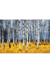Papermoon Fototapetas &raquo;Autumn Birch Grove&laquo; glatt