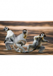 Papermoon Fototapetas &raquo;Tanzende Sifakas&laquo;