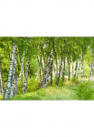 Papermoon Fototapetas &raquo;Birch Tree Forest&laquo; glatt