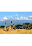 Papermoon Fototapetas &raquo;Giraffes at Kilimanjaro&laquo; glatt