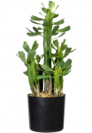 Creativ green Dirbtinis Zimmerpflanze &raquo;Sukkulente Euphorbie&laquo;