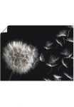 Artland Paveikslas &raquo;Pusteblume&laquo; Blumenbilder 1 Stk. dalys kaip Paveikslas ant drobės Plakatas in verschied. dydžiai