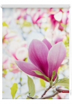 LICHTBLICK ORIGINAL Ritininė užuolaida &raquo;Rollo Lango kabliukai be Bohren Verdunkelung Magnolie - Rosa&laquo; verdunkelnd Verdunkelung | energiesparend freih&auml;ngend