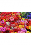 Papermoon Fototapetas &raquo;Blumenmeer&laquo;