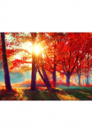 Papermoon Fototapetas &raquo;Autumn Park&laquo; glatt