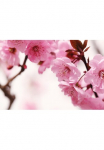 Papermoon Fototapetas &raquo;Peach Blossom&laquo; glatt