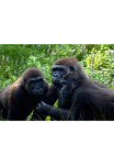 Papermoon Fototapetas &raquo;Gorilla-Treffen&laquo;