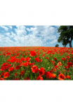 Papermoon Fototapetas &raquo;Red Poppy Field&laquo; glatt