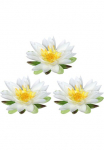 Creativ green Dirbtinė gėlė &raquo;Lotusbl&uuml;te&laquo; im 3vnt. rinkinys